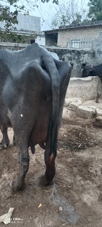 ભેસવેશવાનીસે
