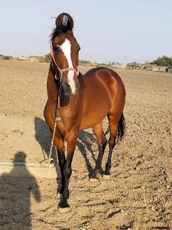 ઘોડી વેસ્વા