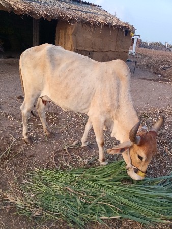 10દિવસનિ વિયાણ