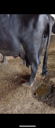 ભૈસ વેચવાની છે