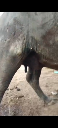 ભેંસ વેચવાની છે