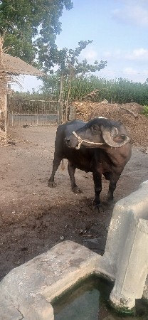 ભેંસ વેચવાની છે