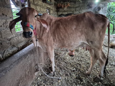 ગાય વેસવાની છે