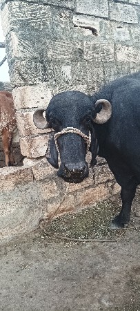 3  ખડેલા