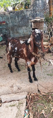 બકરો વેચવાનો છે