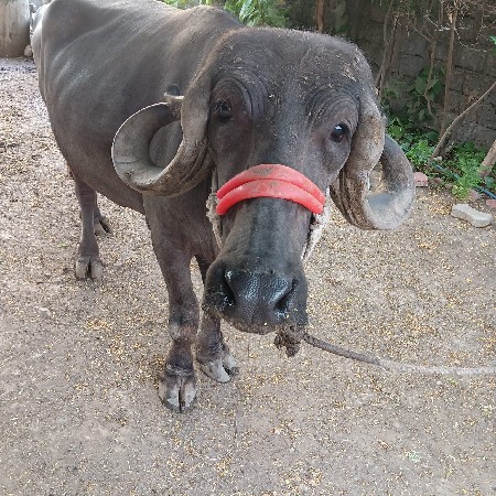 ખળેલી