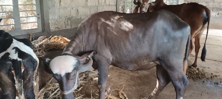 khadai vechvani che navchandri