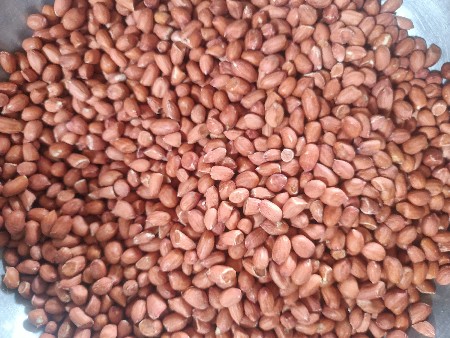 G-22 મગફળી બિયારણ