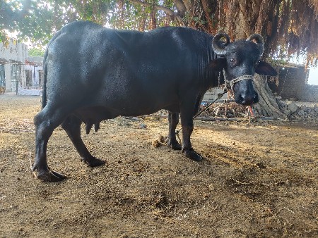 ભેંસ વેચવાની છે