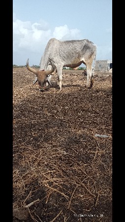 બળદ વેસવાનો છે