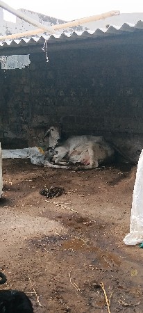 બીજુ વેતર છે દુધ 6લીટર છે