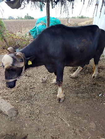 1 મહિના ની કાચી 6e