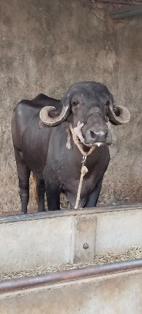 ખડેલી વેચવાની છે