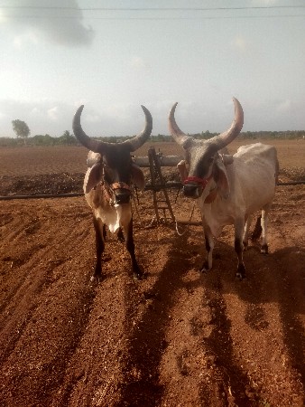 ગોઢલા વેચવાના છે