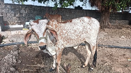 હોડકી