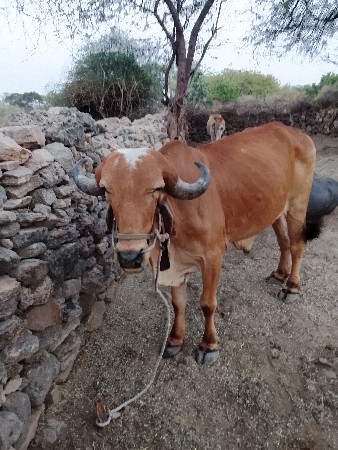 રવિ રબારી