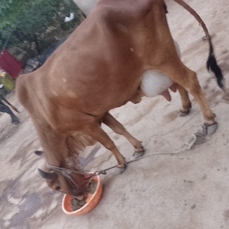 ગાય વેસવી‌ ઘાભણી છે