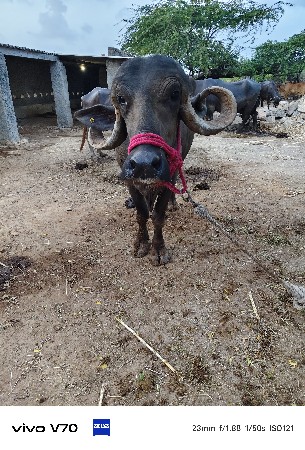 ભેંસ વેચવાની છે