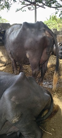 ભેસ