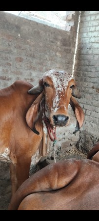 વેચવાની છે