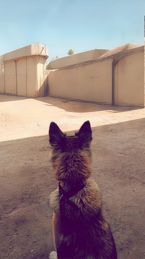 Male dog vechvano che sata pn karvana che