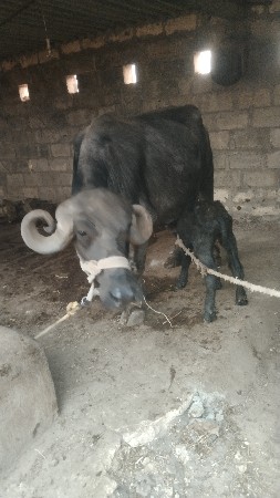 પેલું વેતર ભેંસ વેચવા ની હૈ