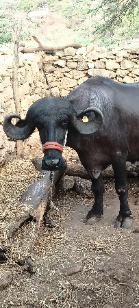 ભેંસ