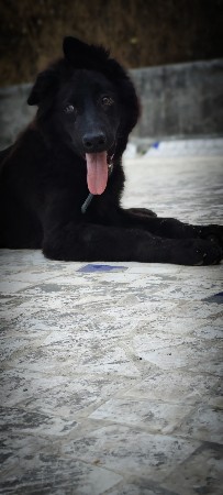 black German shepherd male