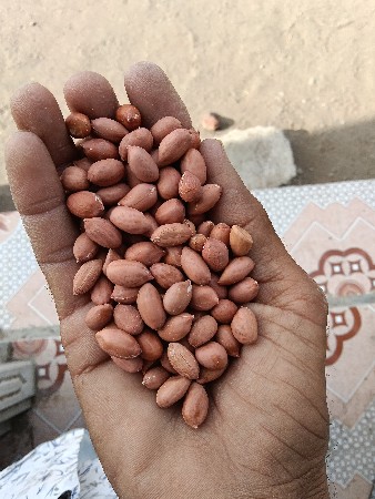 गीरनार 4=कण से