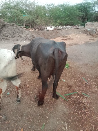 ૨ ભેસ વેસવાનિ સે