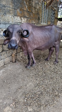 પેલું વેતર