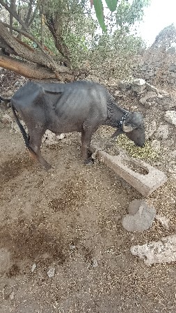ખળેલી વેચવાની છે