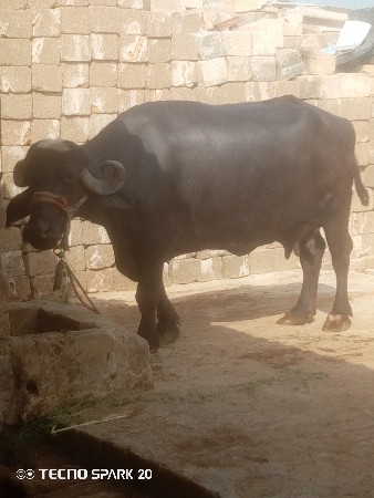 તેજુ વેતર વયની