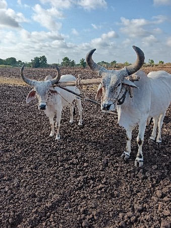 બળદ