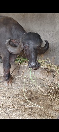 બીજું વેતર 1.5 મહિના કાચી