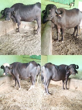 ચાર ખળાયુ