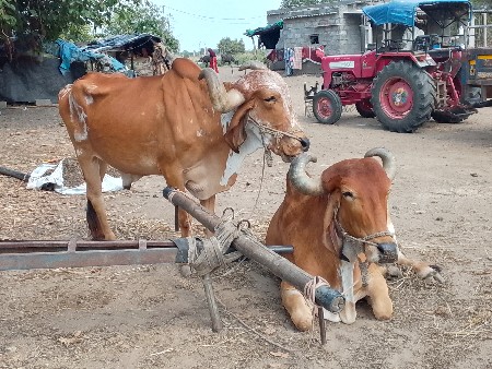 બળદ વેચવાના છે