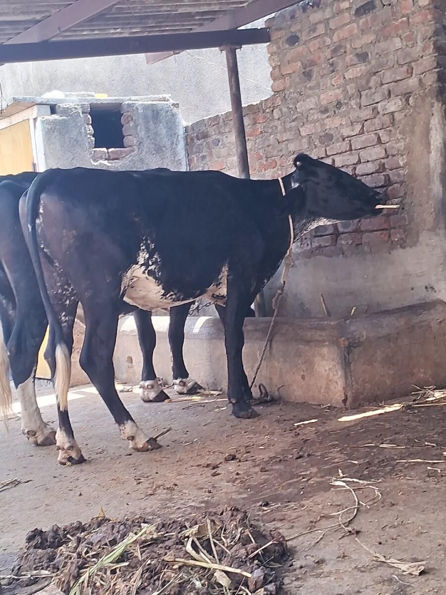 🐄🐄