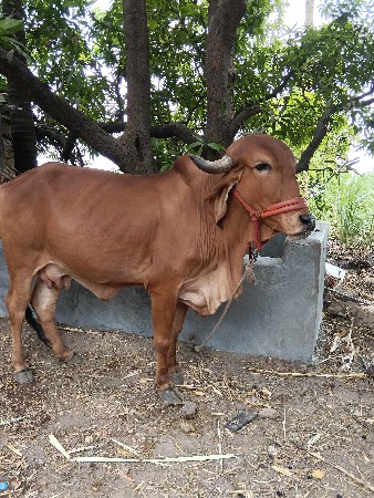 આ ગિર ગાય વેચવાની છે .