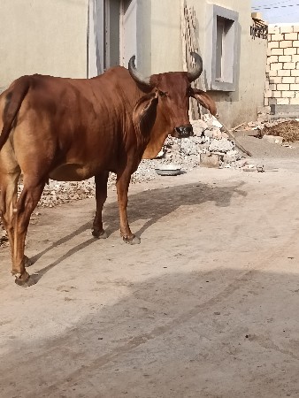 દેસી 🐄