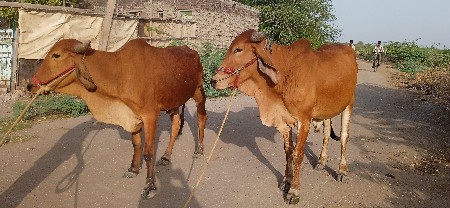 ગોદલા વેચવાના છે