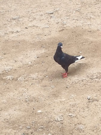 black જોડી વેચવા ની છે