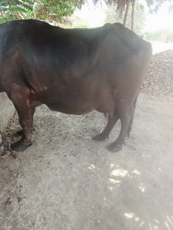 આ ભેંસ વેચવાની છે