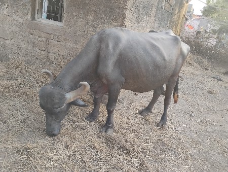 બીજા વેતર ખડાય