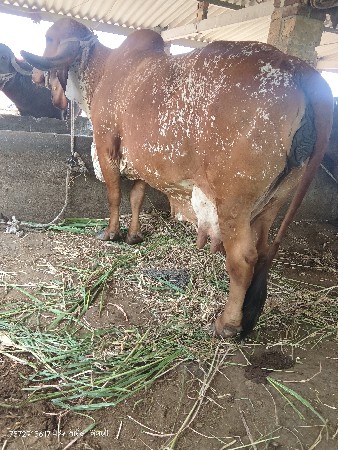 ગીર કાબરી ગાય વેચવાની છે