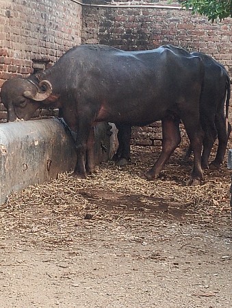 ખડેલી વેસવાની છે