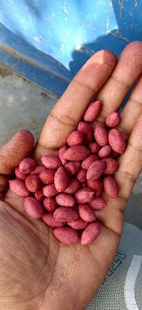 ગિરનાર 4 દાણા