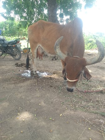 ગાય