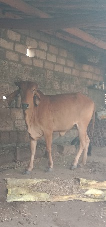 બેસવાની છે વાસળી ગાય