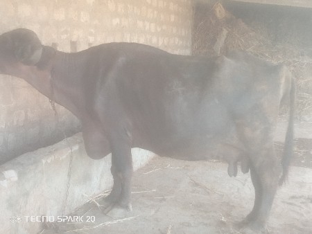 બીજું વેતર વાય એમ સે